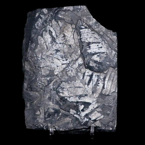 4.8" Alethopteris Fern Plant Leaf Fossil Carboniferous Age Llewellyn FM ST Clair, PA - Fossil Age Minerals