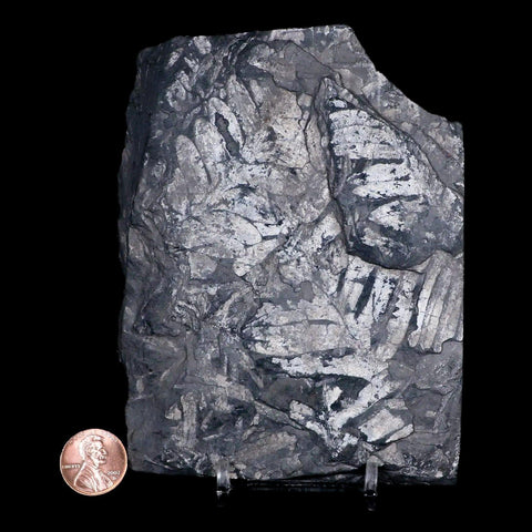 4.8" Alethopteris Fern Plant Leaf Fossil Carboniferous Age Llewellyn FM ST Clair, PA - Fossil Age Minerals