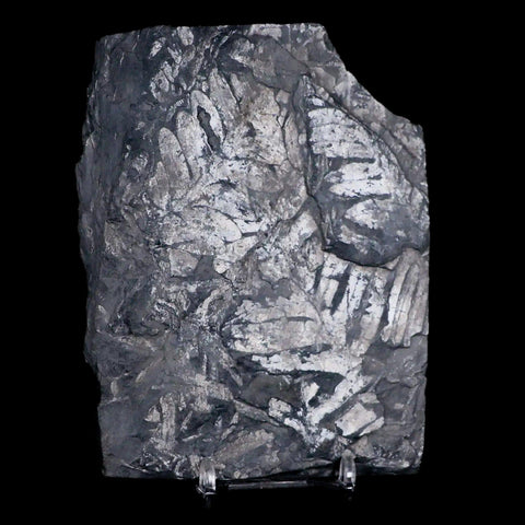 4.8" Alethopteris Fern Plant Leaf Fossil Carboniferous Age Llewellyn FM ST Clair, PA - Fossil Age Minerals