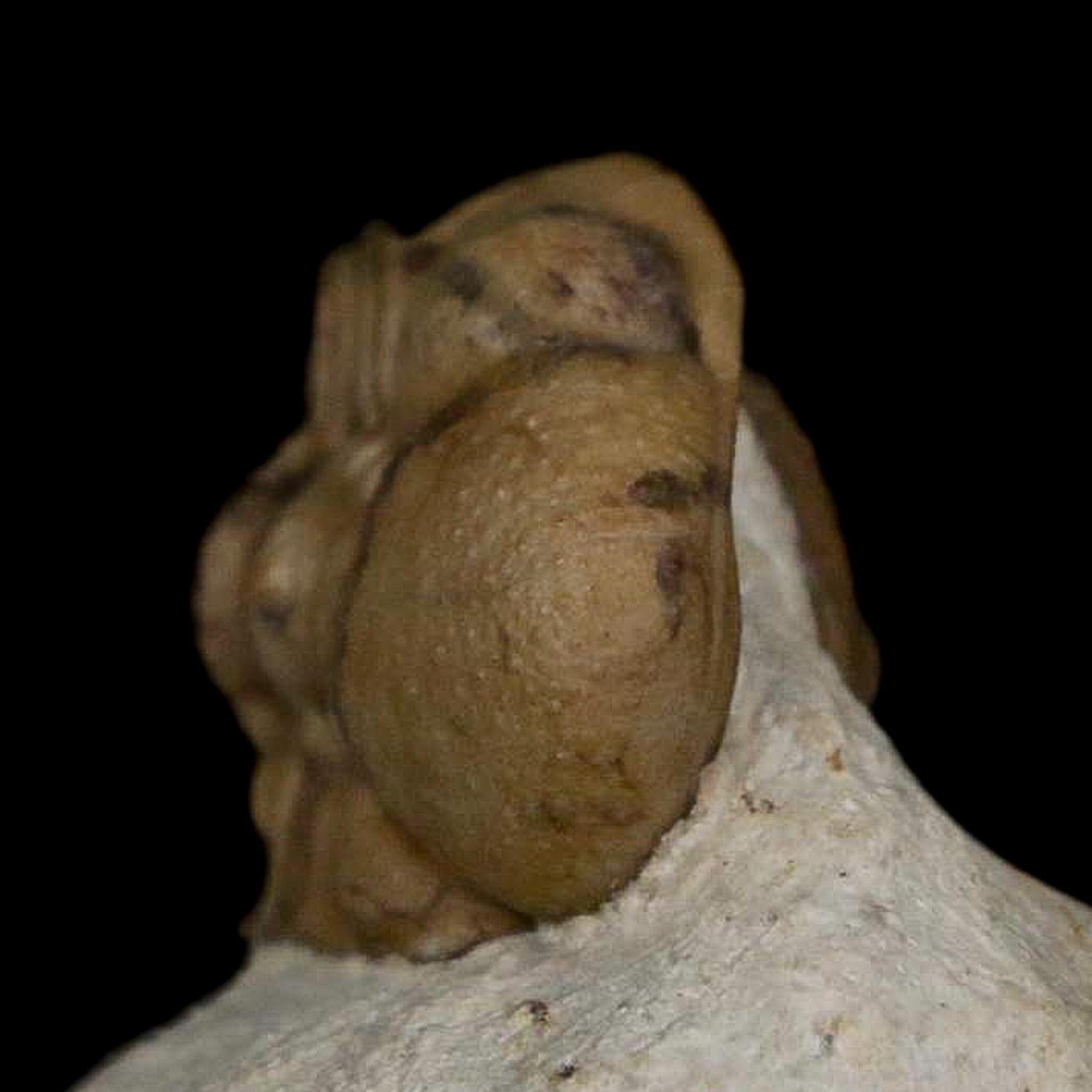 0.8" Kainops Raymodi Trilobite Fossil In Matrix Compound eyes Black Cat Mountain OK - Fossil Age Minerals