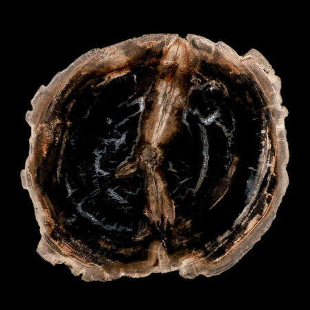 4.2" Fossilized Polished Petrified Wood Branch Madagascar 66-225 Million Yrs Old