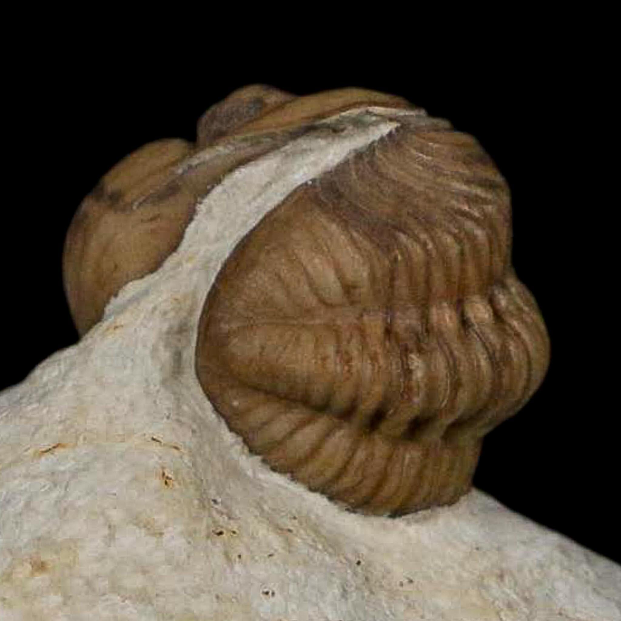 0.8" Kainops Raymodi Trilobite Fossil In Matrix Compound eyes Black Cat Mountain OK - Fossil Age Minerals