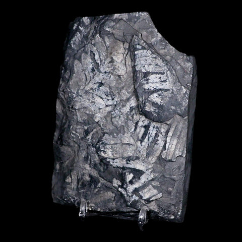 4.8" Alethopteris Fern Plant Leaf Fossil Carboniferous Age Llewellyn FM ST Clair, PA - Fossil Age Minerals