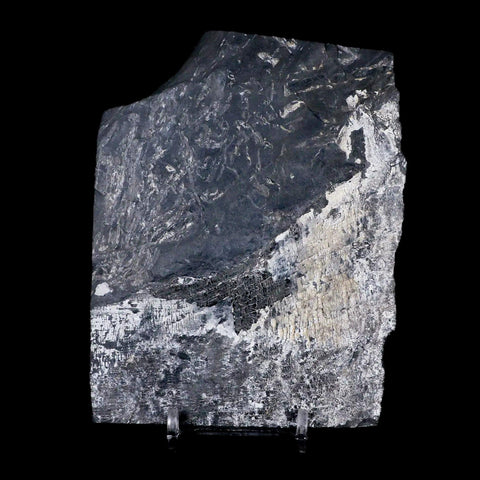 4.8" Alethopteris Fern Plant Leaf Fossil Carboniferous Age Llewellyn FM ST Clair, PA - Fossil Age Minerals