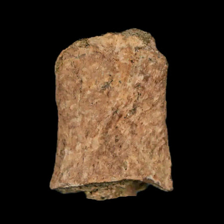 1" Thescelosaurus Fossil Bone Cretaceous Dinosaur Lance Creek FM Wyoming COA