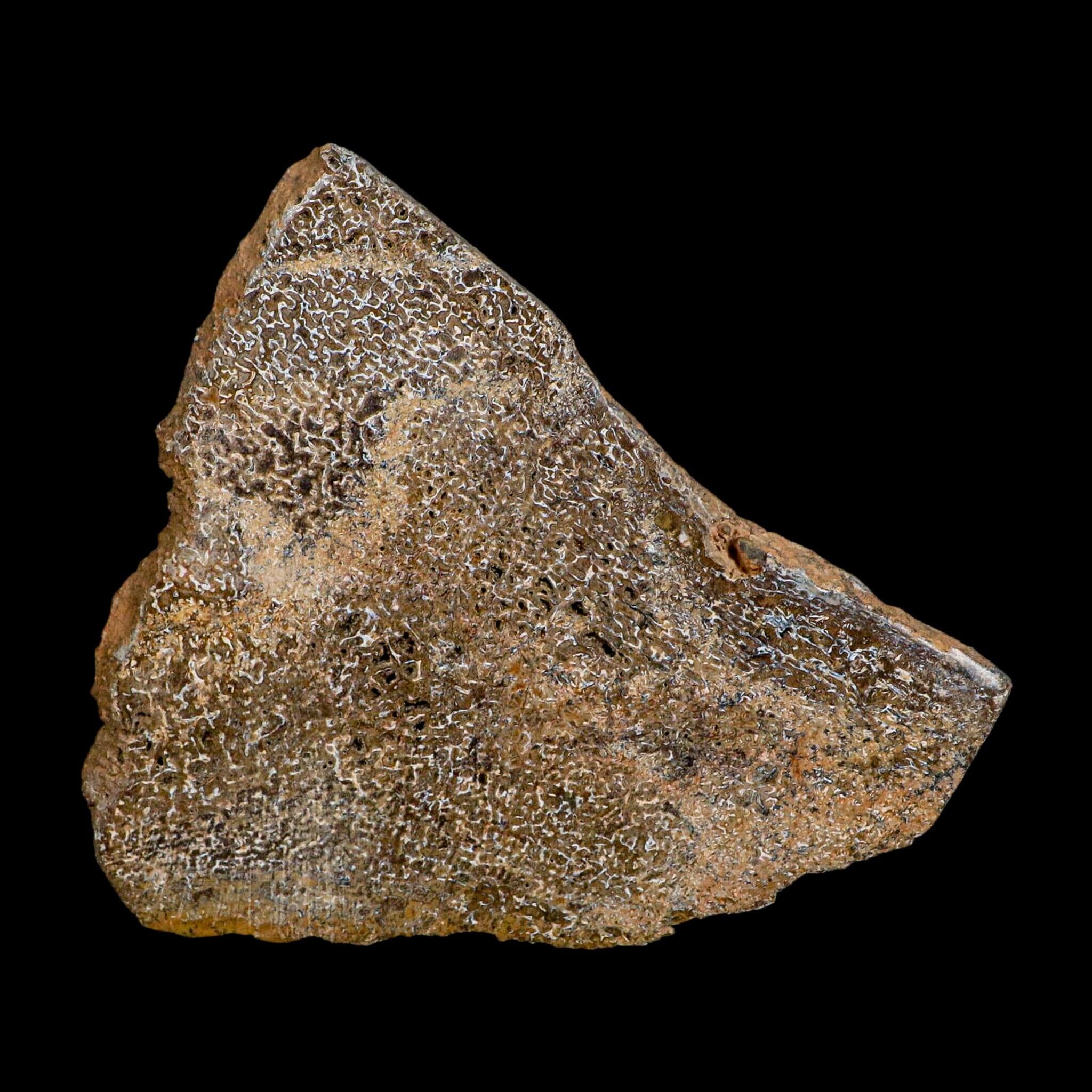 4.8" Fossil Dinosaur Gem Bone Cut Polished Slab Agatized Dinosaur Bone Morocco