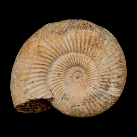 88MM Perisphinctes Ammonite Fossil Nautilus Madagascar Jurassic Age COA