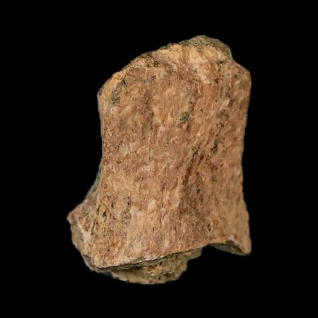 1" Thescelosaurus Fossil Bone Cretaceous Dinosaur Lance Creek FM Wyoming COA