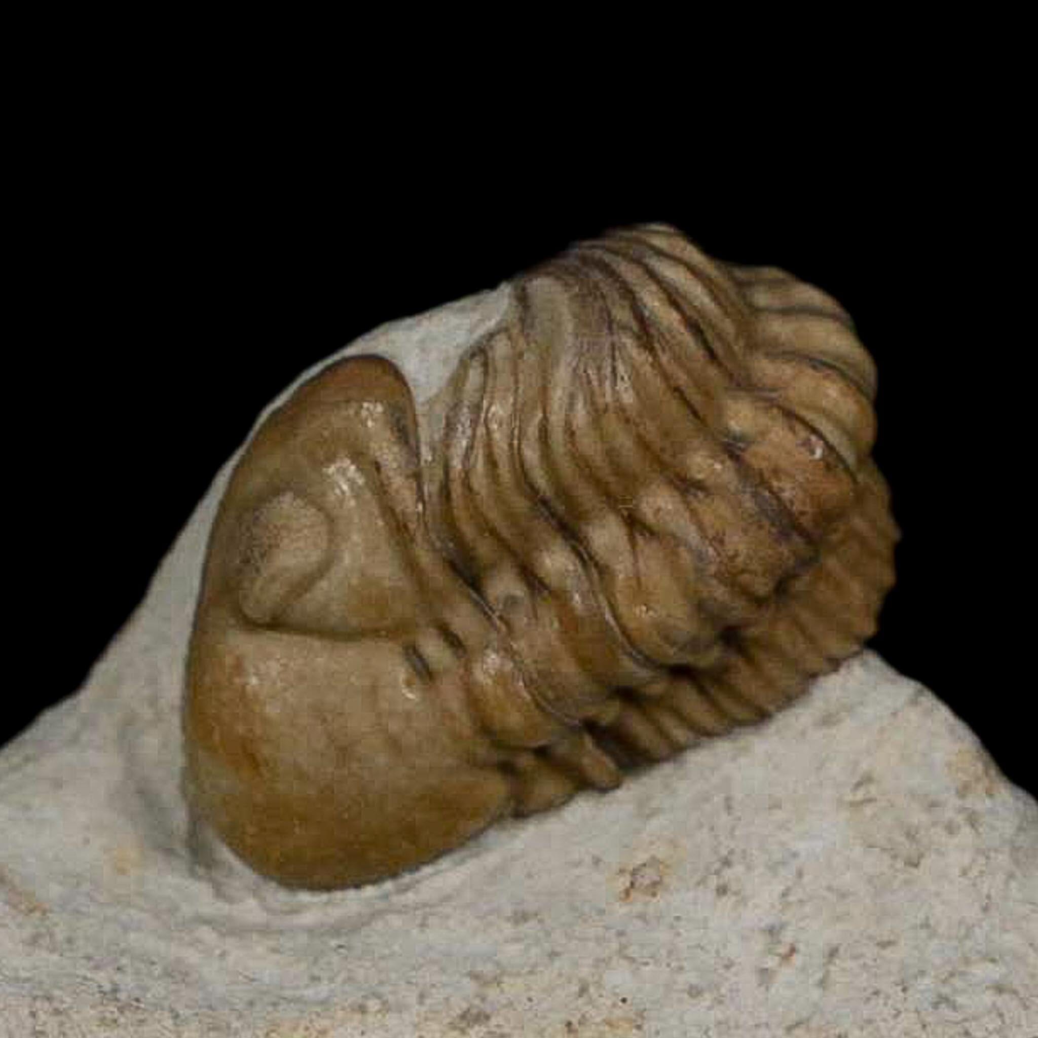 0.8" Kainops Raymodi Trilobite Fossil In Matrix Compound eyes Black Cat Mountain OK - Fossil Age Minerals