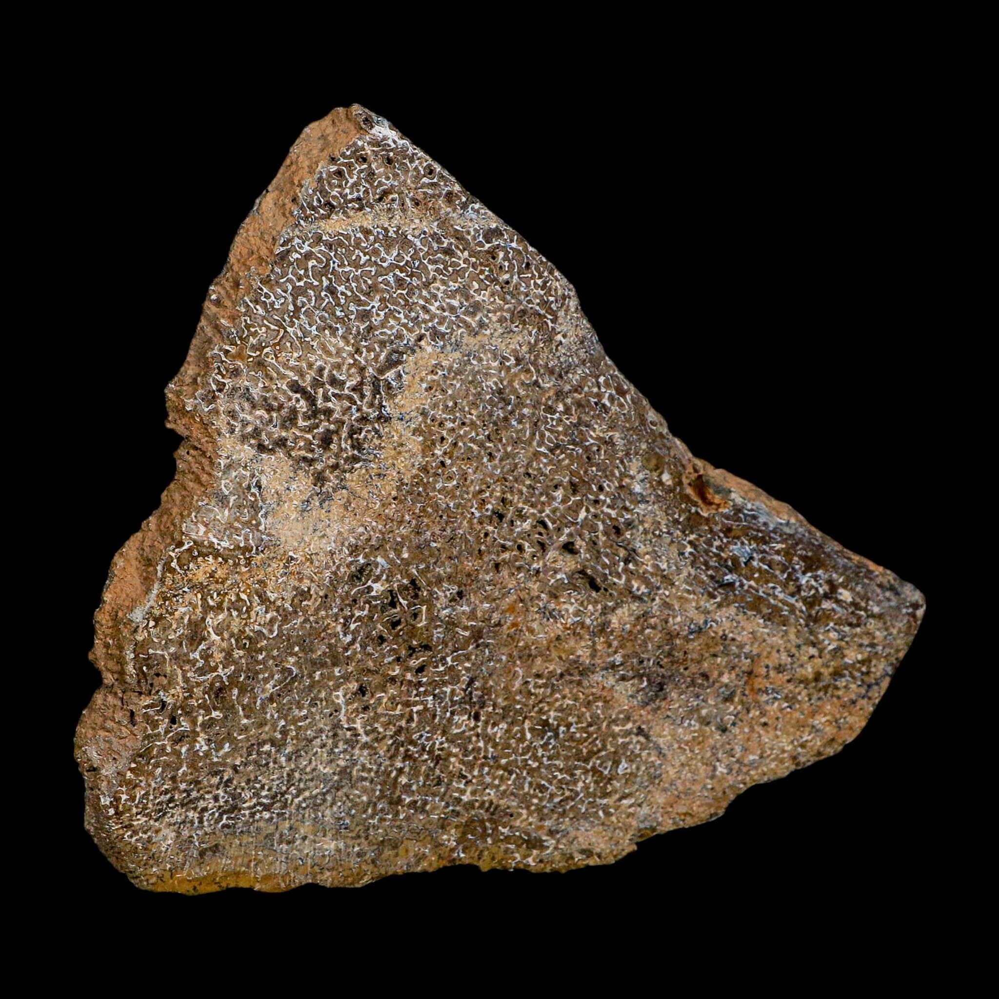 4.8" Fossil Dinosaur Gem Bone Cut Polished Slab Agatized Dinosaur Bone Morocco