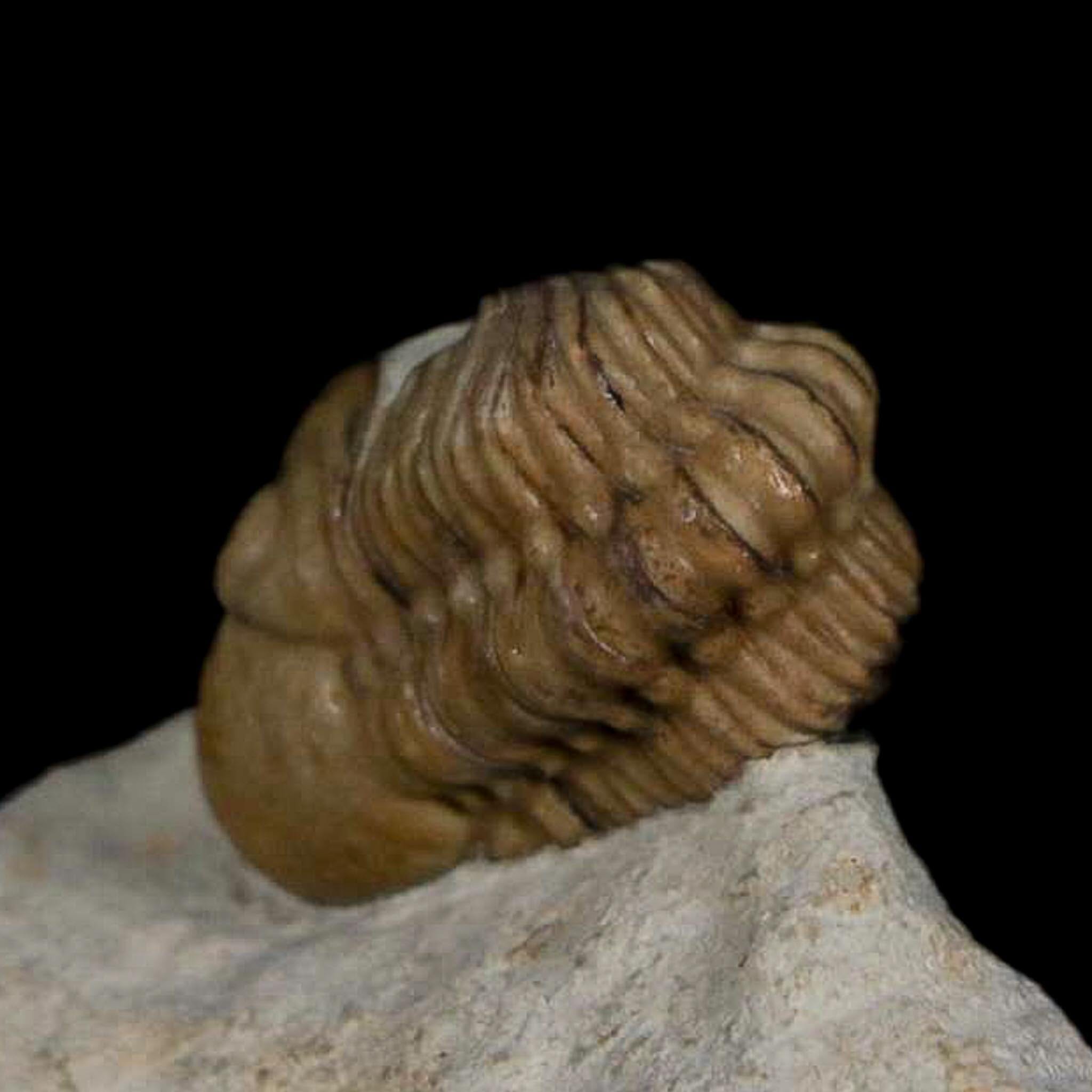0.8" Kainops Raymodi Trilobite Fossil In Matrix Compound eyes Black Cat Mountain OK - Fossil Age Minerals