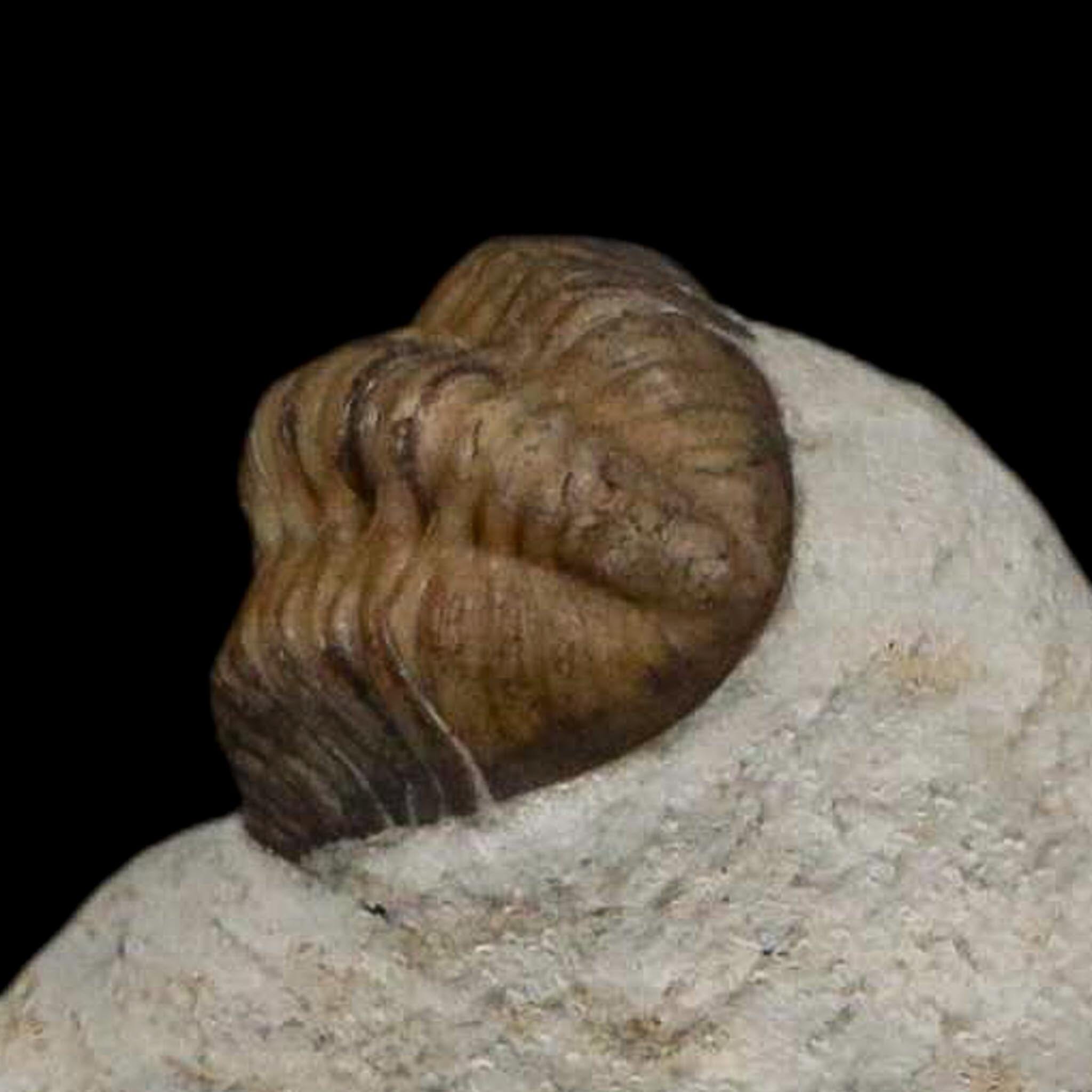 0.8" Kainops Raymodi Trilobite Fossil In Matrix Compound eyes Black Cat Mountain OK - Fossil Age Minerals