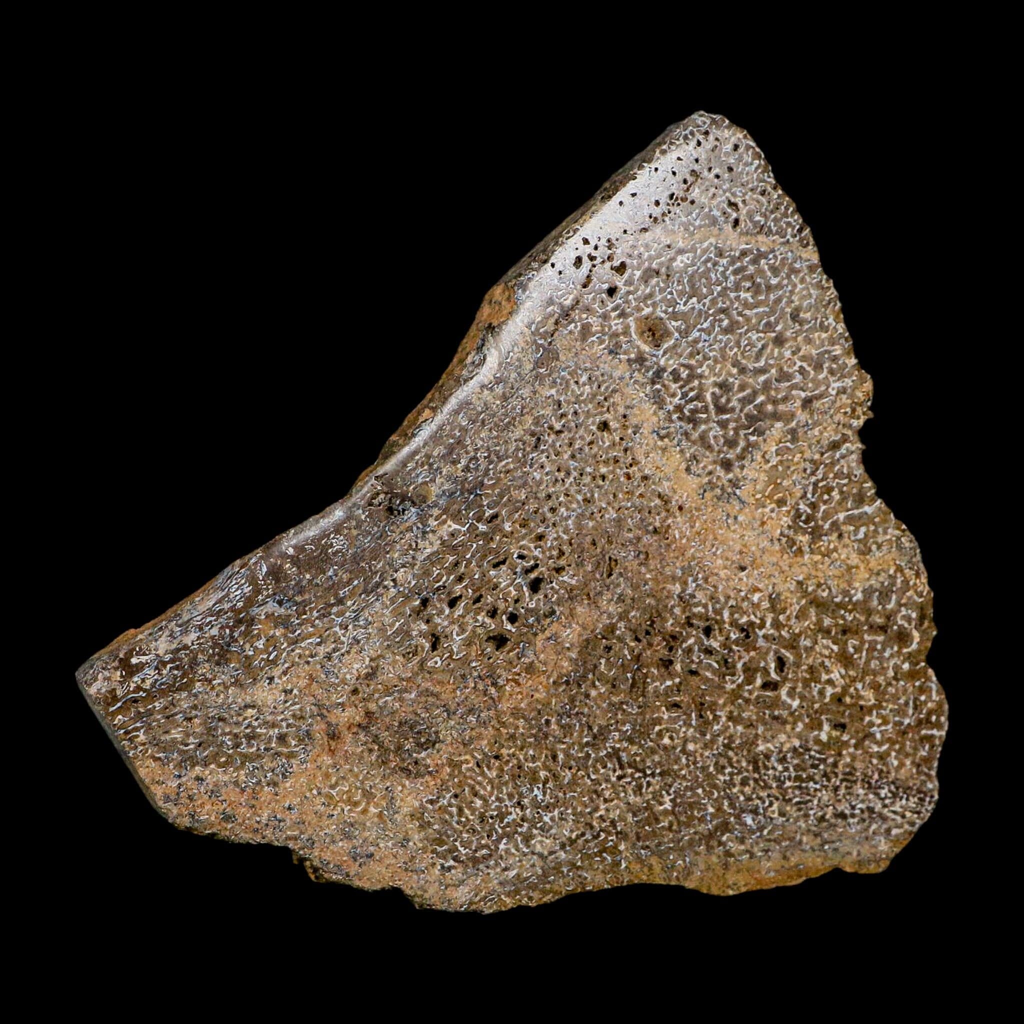 4.8" Fossil Dinosaur Gem Bone Cut Polished Slab Agatized Dinosaur Bone Morocco