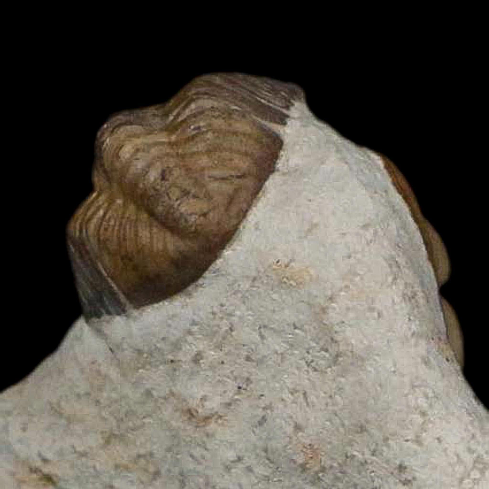 0.8" Kainops Raymodi Trilobite Fossil In Matrix Compound eyes Black Cat Mountain OK - Fossil Age Minerals