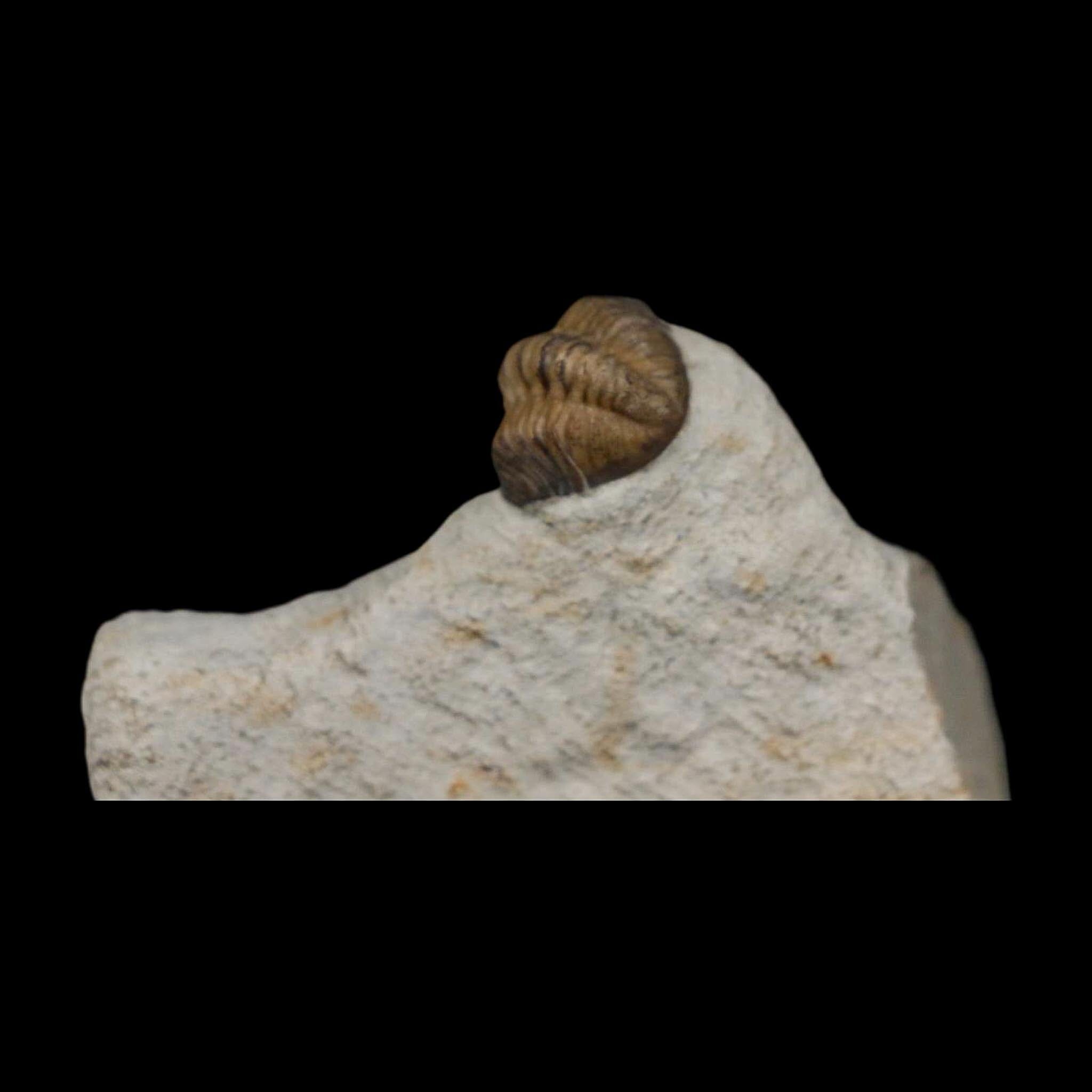 0.8" Kainops Raymodi Trilobite Fossil In Matrix Compound eyes Black Cat Mountain OK - Fossil Age Minerals