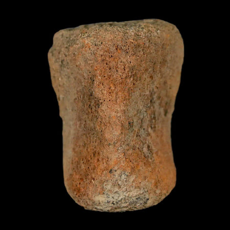 1.4" Thescelosaurus Fossil Vertebrae Bone Cretaceous Dinosaur Lance Creek WY COA