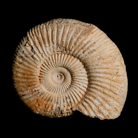 88MM Perisphinctes Ammonite Fossil Nautilus Madagascar Jurassic Age COA