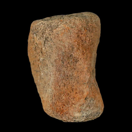 1.4" Thescelosaurus Fossil Vertebrae Bone Cretaceous Dinosaur Lance Creek WY COA