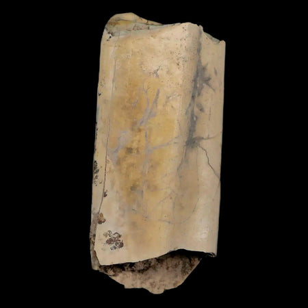 2.3" Giant Ground Sloth Lestodon Armatus Fossil Tooth Pleistocene Epoch South America