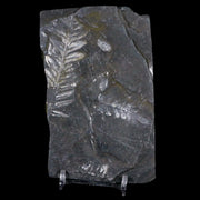 4.5" Alethopteris Fern Plant Leaf Fossil Carboniferous Age Llewellyn FM ST Clair, PA