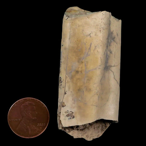 2.3" Giant Ground Sloth Lestodon Armatus Fossil Tooth Pleistocene Epoch South America - Fossil Age Minerals