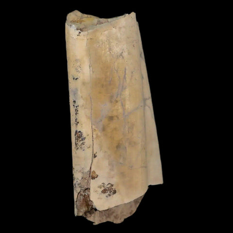 2.3" Giant Ground Sloth Lestodon Armatus Fossil Tooth Pleistocene Epoch South America - Fossil Age Minerals