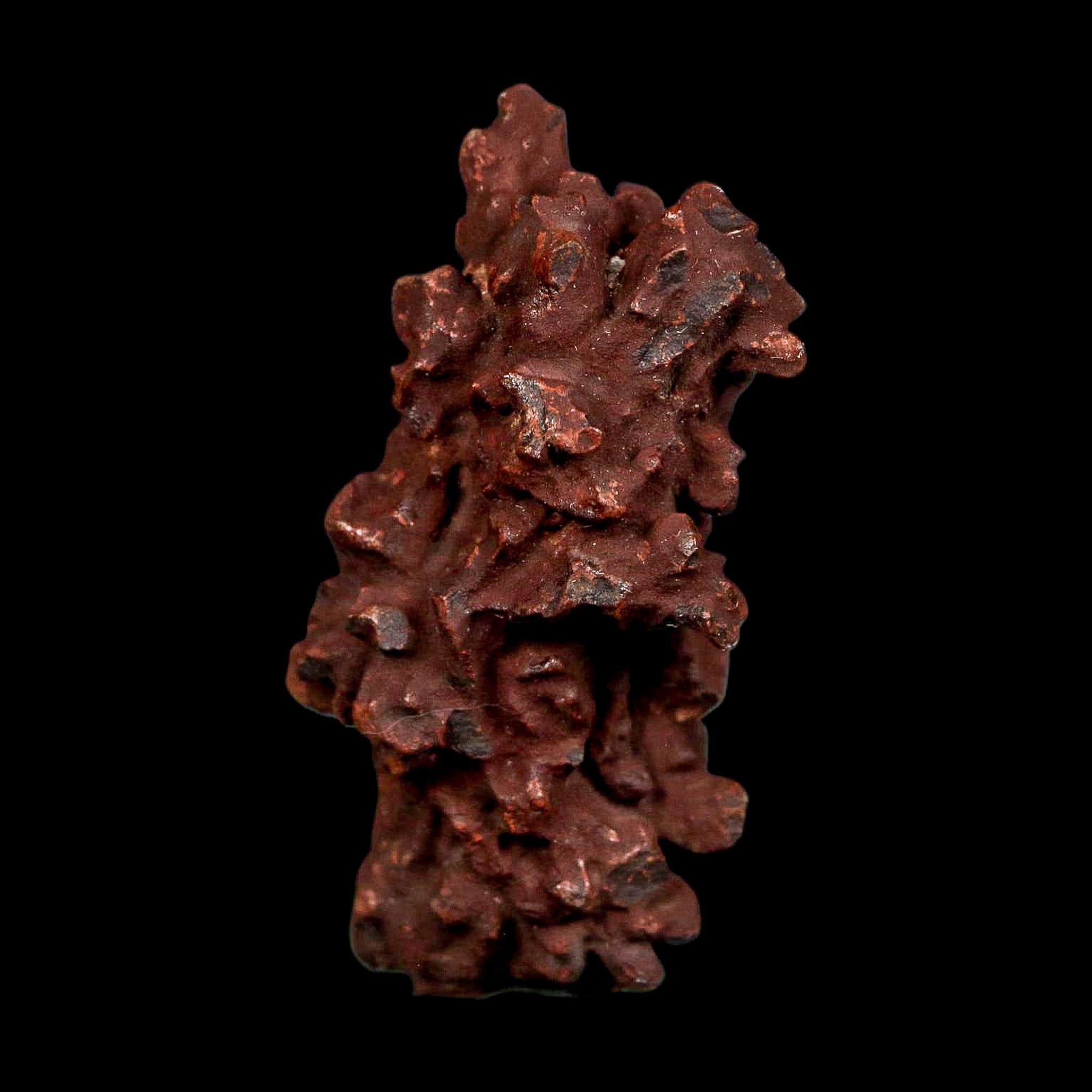 2.2" Prehistoric Coprolite Fossil Specimen Poop Dung Miocene Madagascar - Fossil Age Minerals