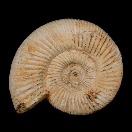 94MM Perisphinctes Ammonite Fossil Nautilus Madagascar Jurassic Age COA