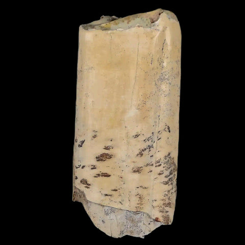 2.3" Giant Ground Sloth Lestodon Armatus Fossil Tooth Pleistocene Epoch South America - Fossil Age Minerals