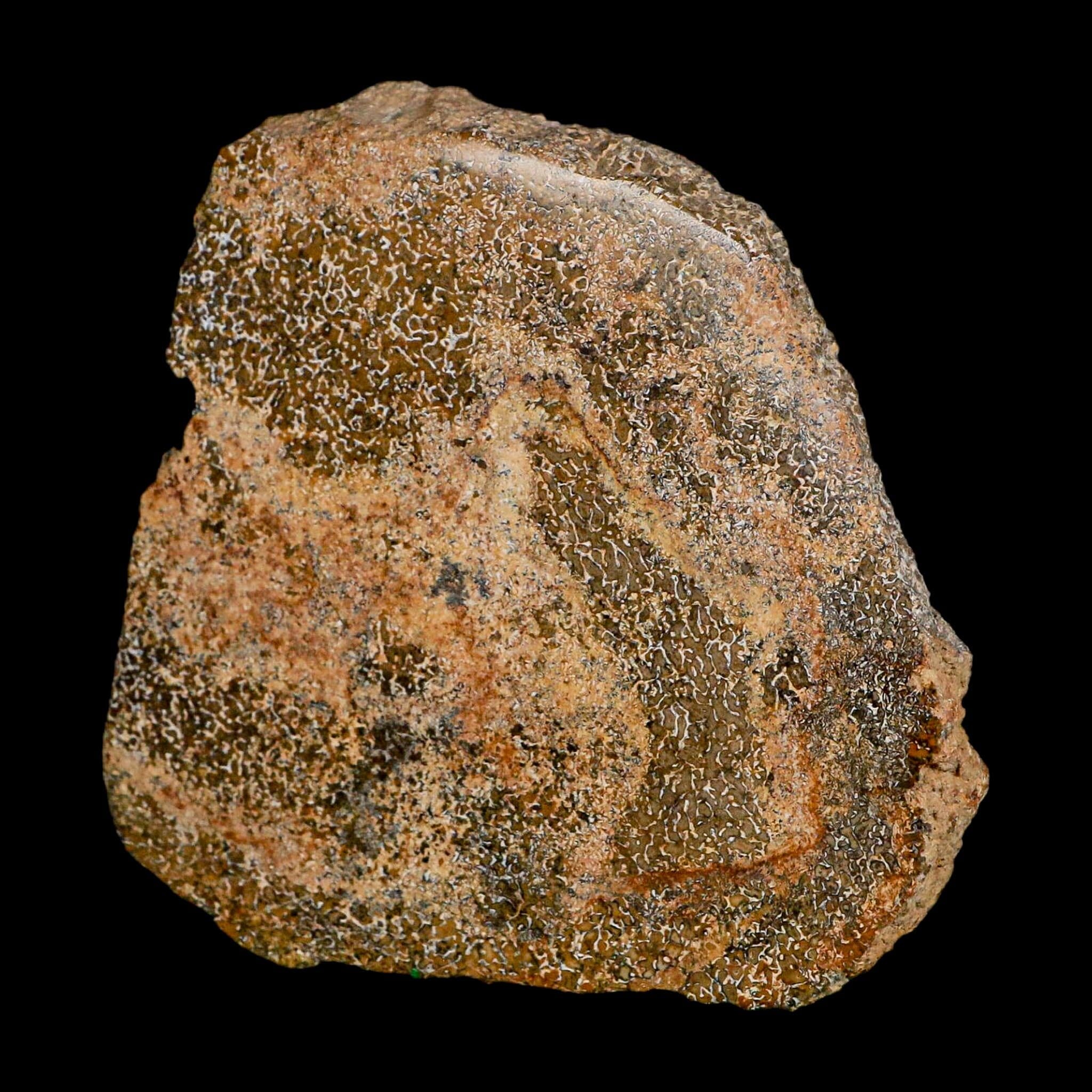 3.4" Fossil Dinosaur Gem Bone Cut Polished Slab Agatized Dinosaur Bone Morocco