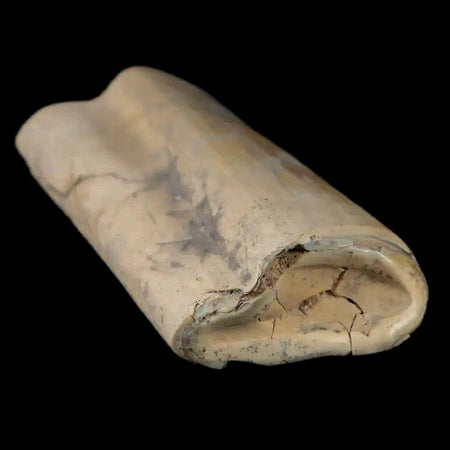 2.3" Giant Ground Sloth Lestodon Armatus Fossil Tooth Pleistocene Epoch South America