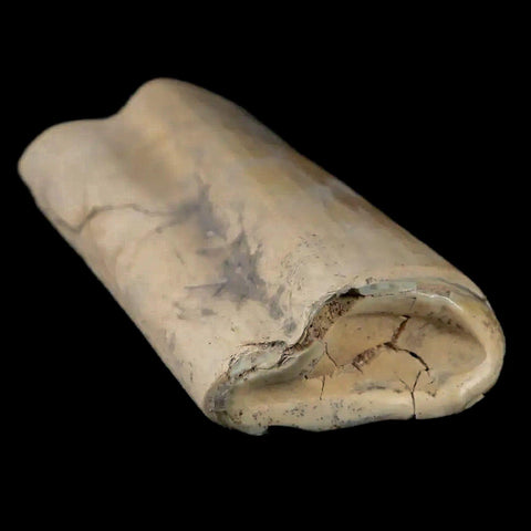 2.3" Giant Ground Sloth Lestodon Armatus Fossil Tooth Pleistocene Epoch South America - Fossil Age Minerals