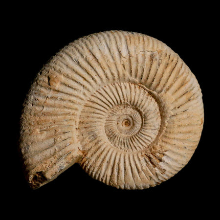 94MM Perisphinctes Ammonite Fossil Nautilus Madagascar Jurassic Age COA