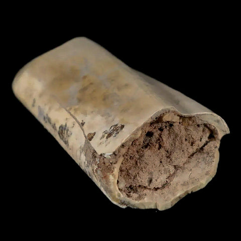 2.3" Giant Ground Sloth Lestodon Armatus Fossil Tooth Pleistocene Epoch South America - Fossil Age Minerals