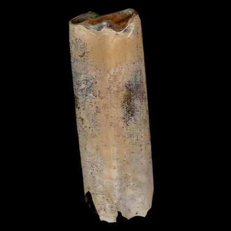 3" Giant Ground Sloth Lestodon Armatus Fossil Tooth Pleistocene Epoch South America