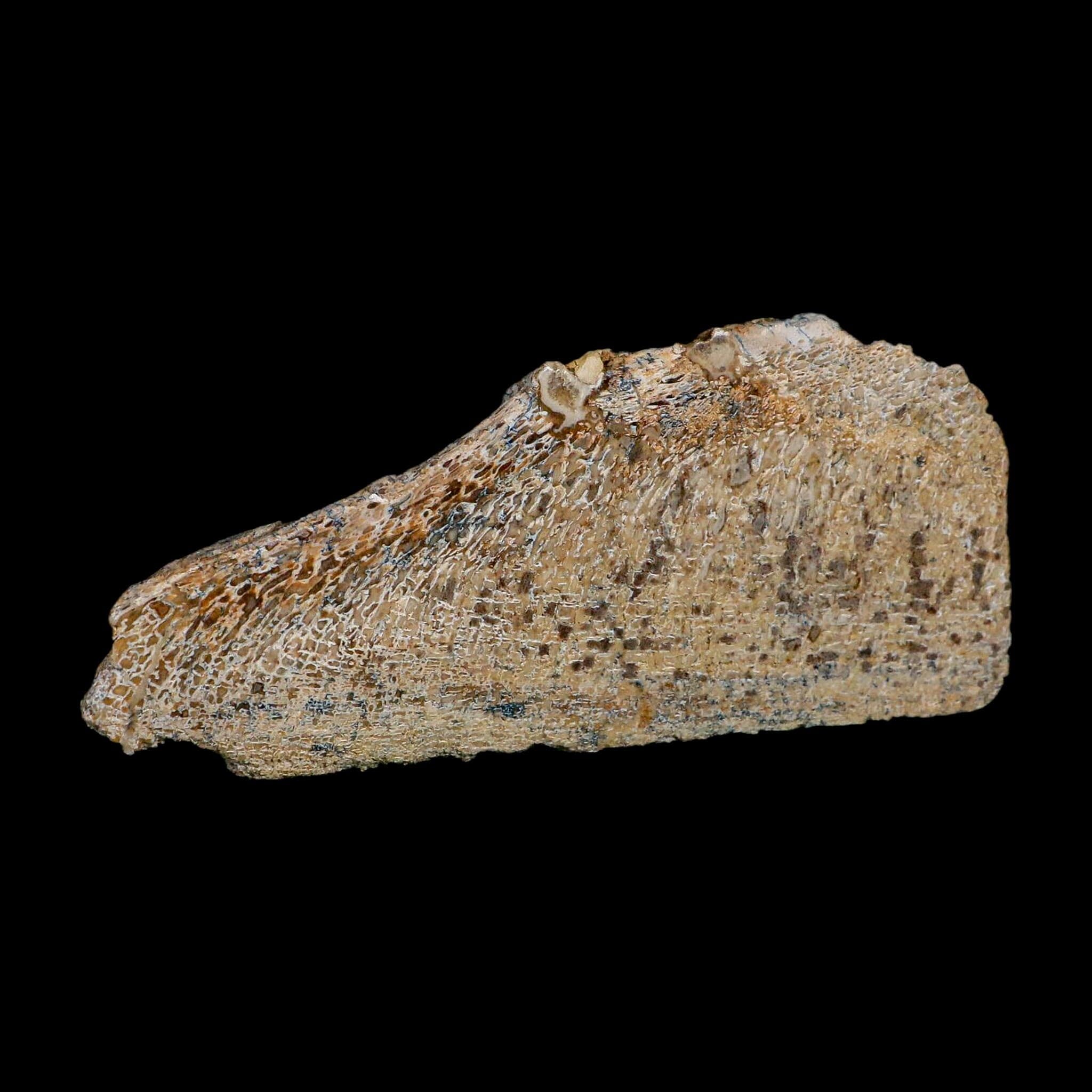 4.6" Fossil Dinosaur Gem Bone Cut Polished Slab Agatized Dinosaur Bone Morocco