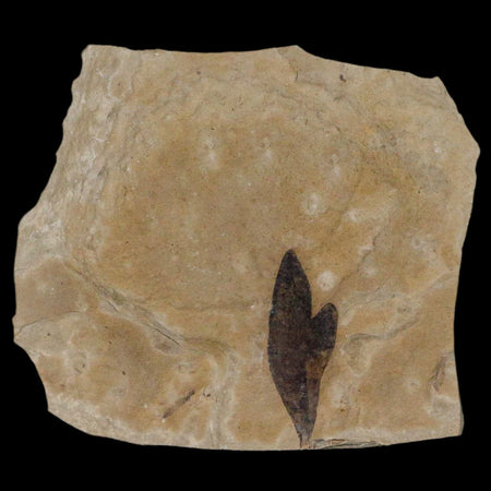 1" Detailed Cardiospermum Coloradensis Balloon Vine Fossil Plant Leaf Eocene Age