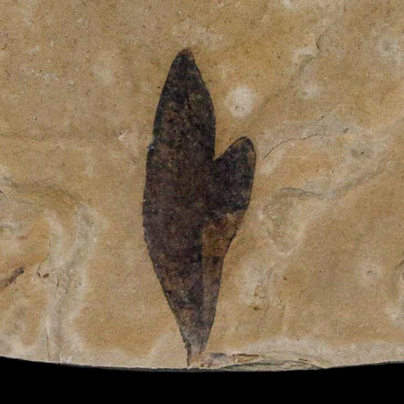 1" Detailed Cardiospermum Coloradensis Balloon Vine Fossil Plant Leaf Eocene Age