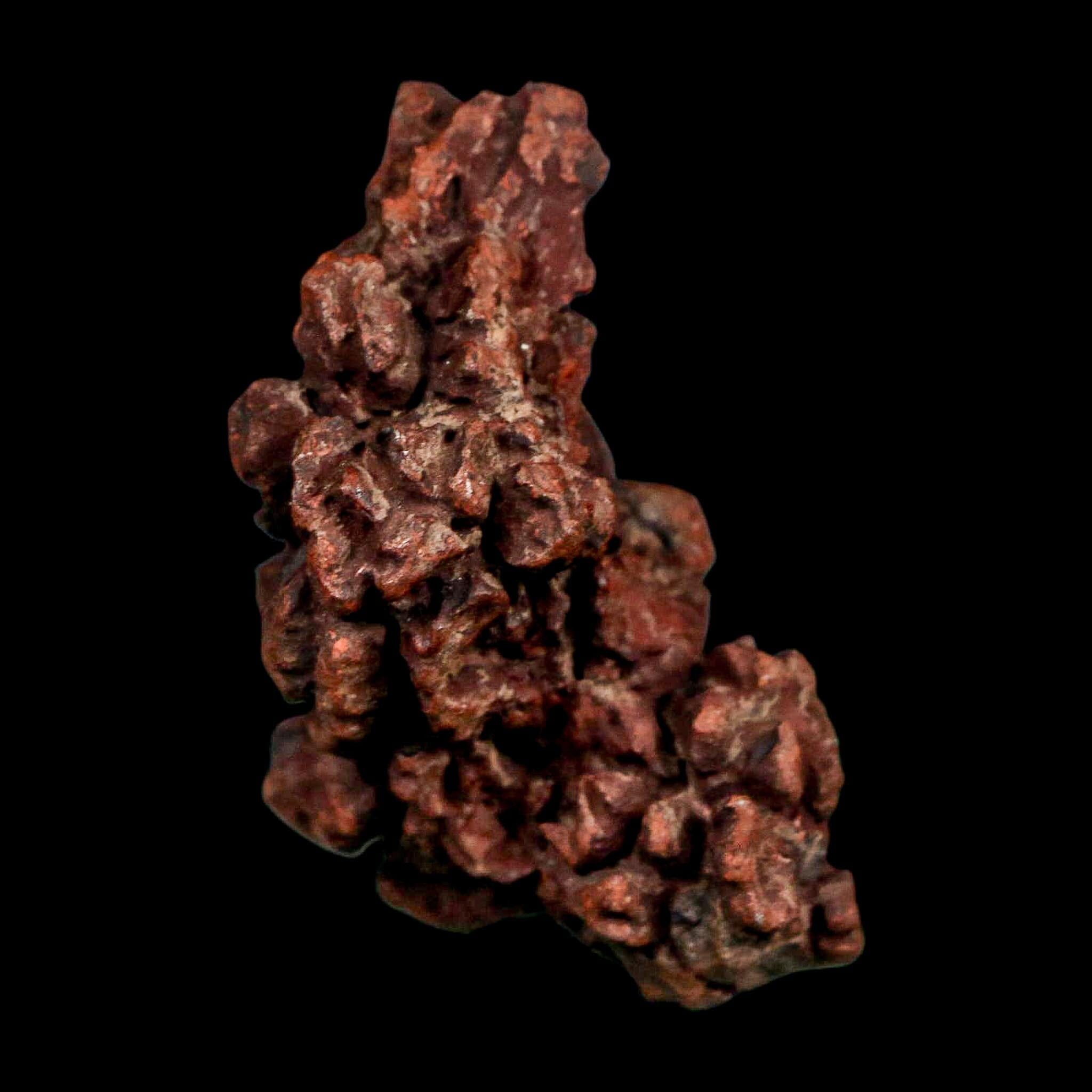1.9" Prehistoric Coprolite Fossil Specimen Poop Dung Miocene Madagascar - Fossil Age Minerals