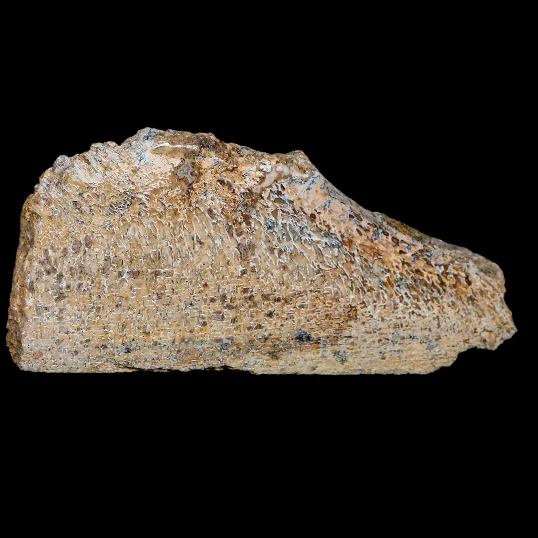 4.6" Fossil Dinosaur Gem Bone Cut Polished Slab Agatized Dinosaur Bone Morocco