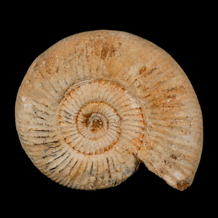 92MM Perisphinctes Ammonite Fossil Nautilus Madagascar Jurassic Age COA