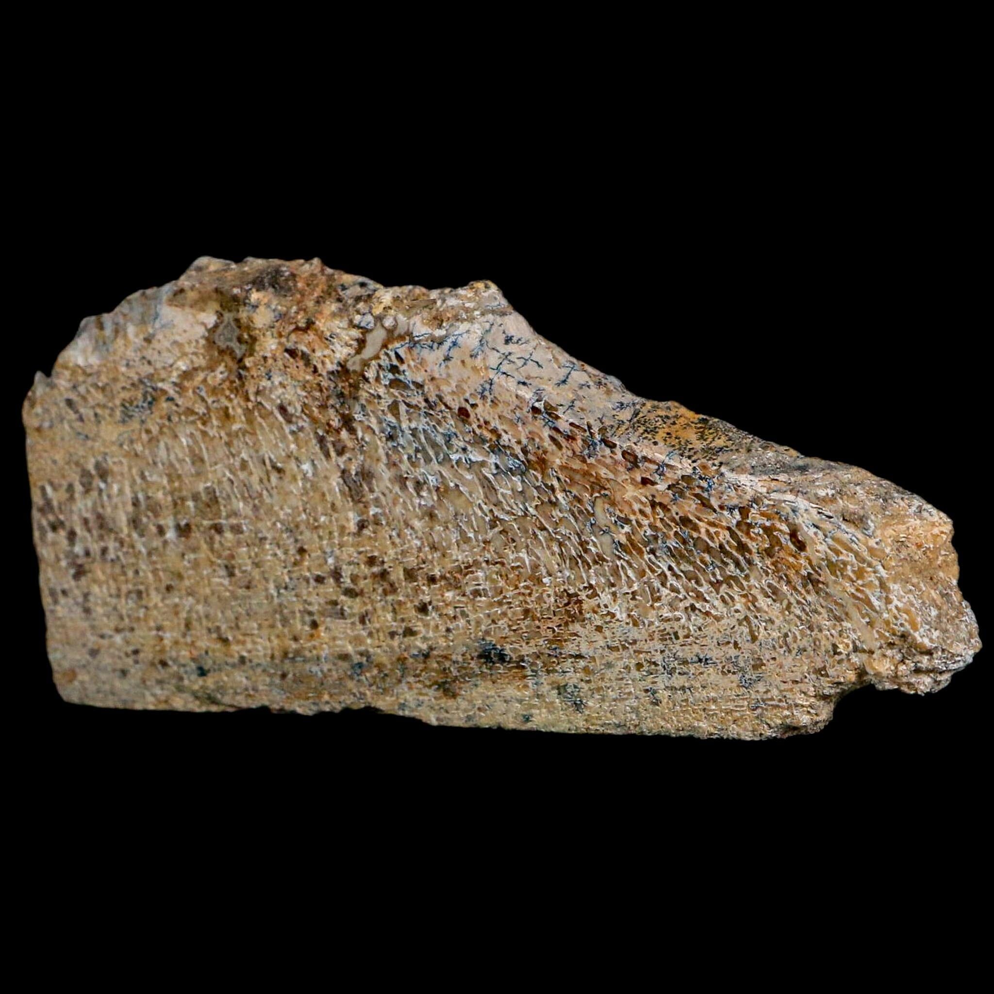 4.6" Fossil Dinosaur Gem Bone Cut Polished Slab Agatized Dinosaur Bone Morocco