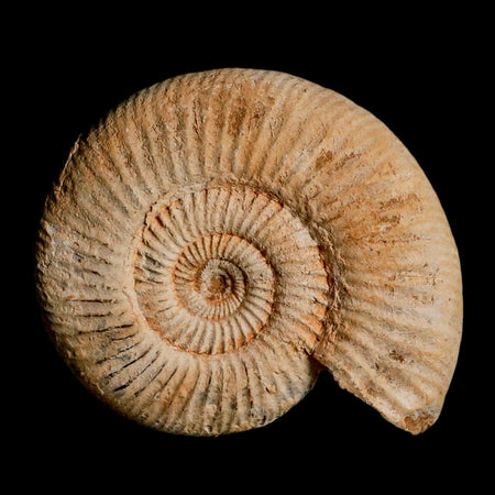 92MM Perisphinctes Ammonite Fossil Nautilus Madagascar Jurassic Age COA