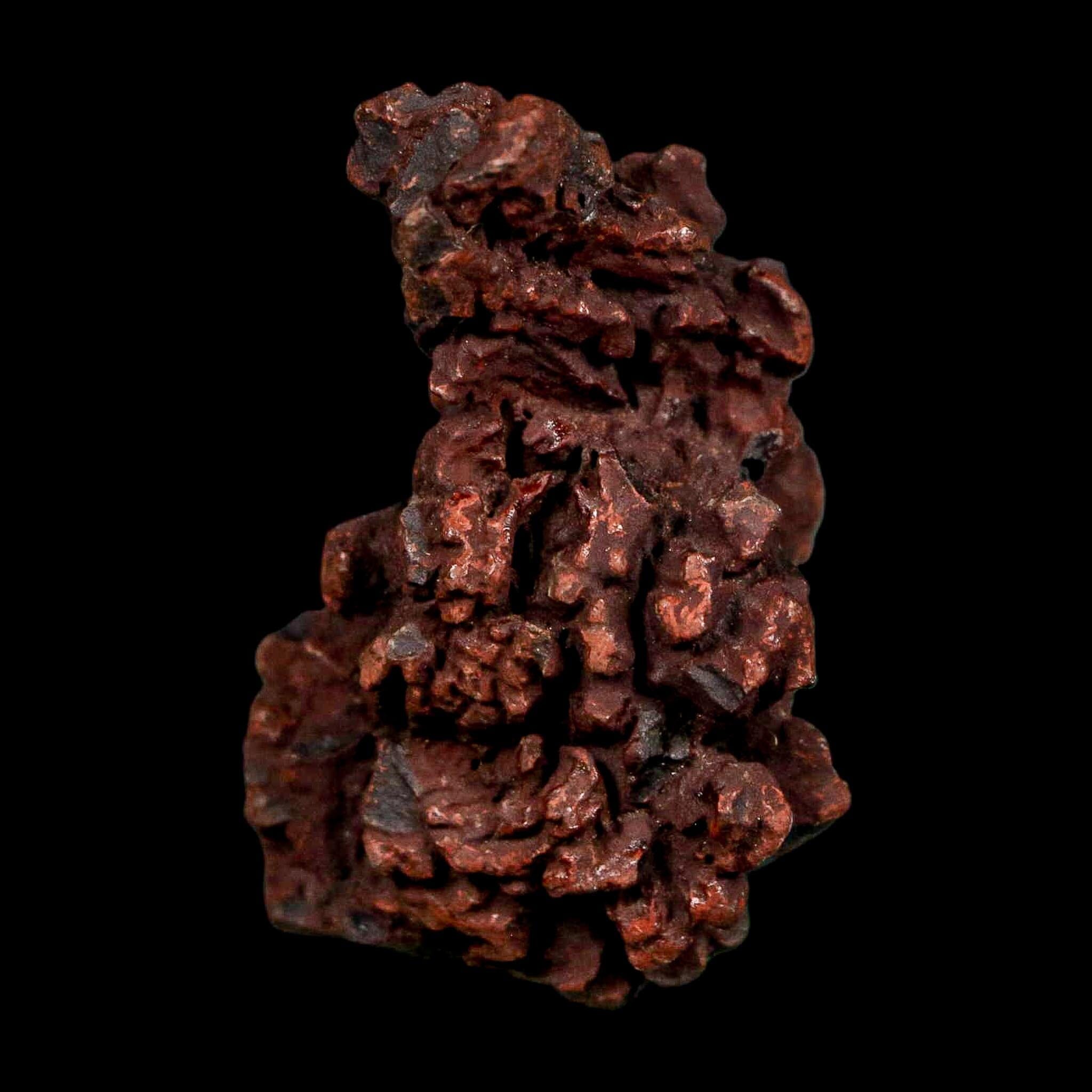 1.9" Prehistoric Coprolite Fossil Specimen Poop Dung Miocene Madagascar - Fossil Age Minerals
