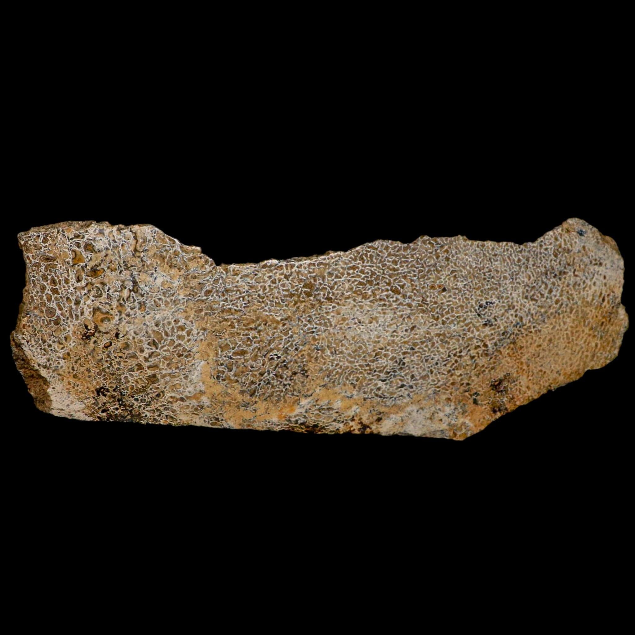 8.1" Fossil Dinosaur Gem Bone Cut Polished Slab Agatized Dinosaur Bone Morocco