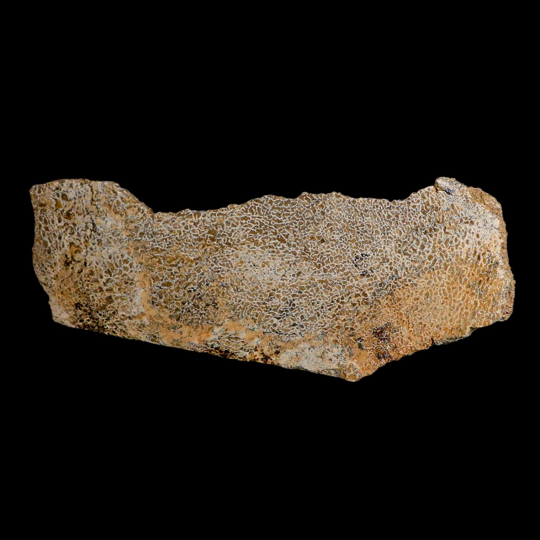 8.1" Fossil Dinosaur Gem Bone Cut Polished Slab Agatized Dinosaur Bone Morocco