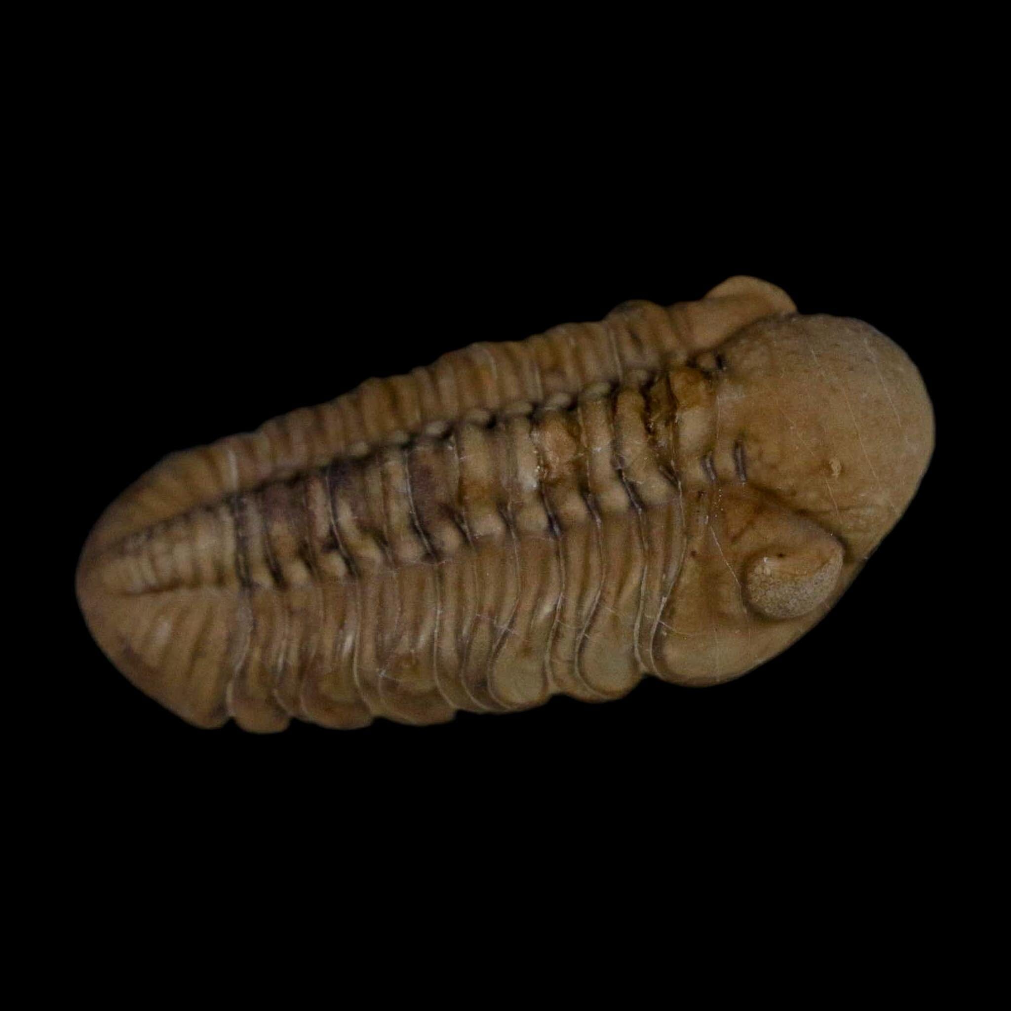 1.2" Kainops Raymodi Trilobite Fossil In Matrix Compound eyes Black Cat Mountain OK - Fossil Age Minerals