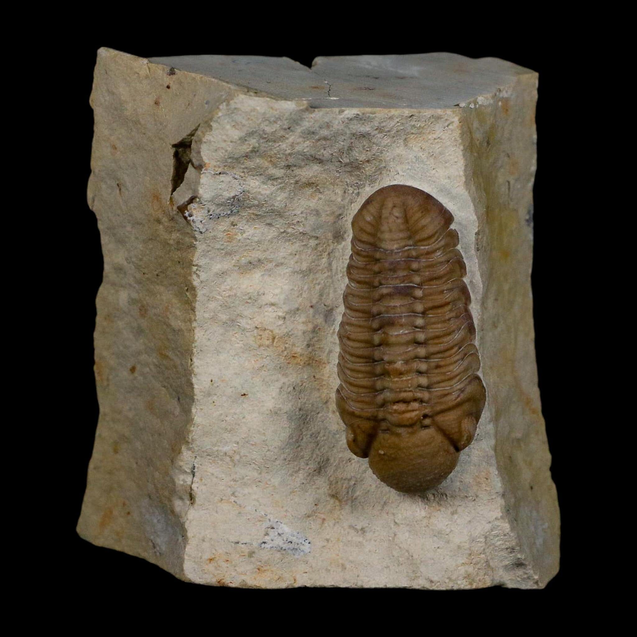 1.2" Kainops Raymodi Trilobite Fossil In Matrix Compound eyes Black Cat Mountain OK - Fossil Age Minerals