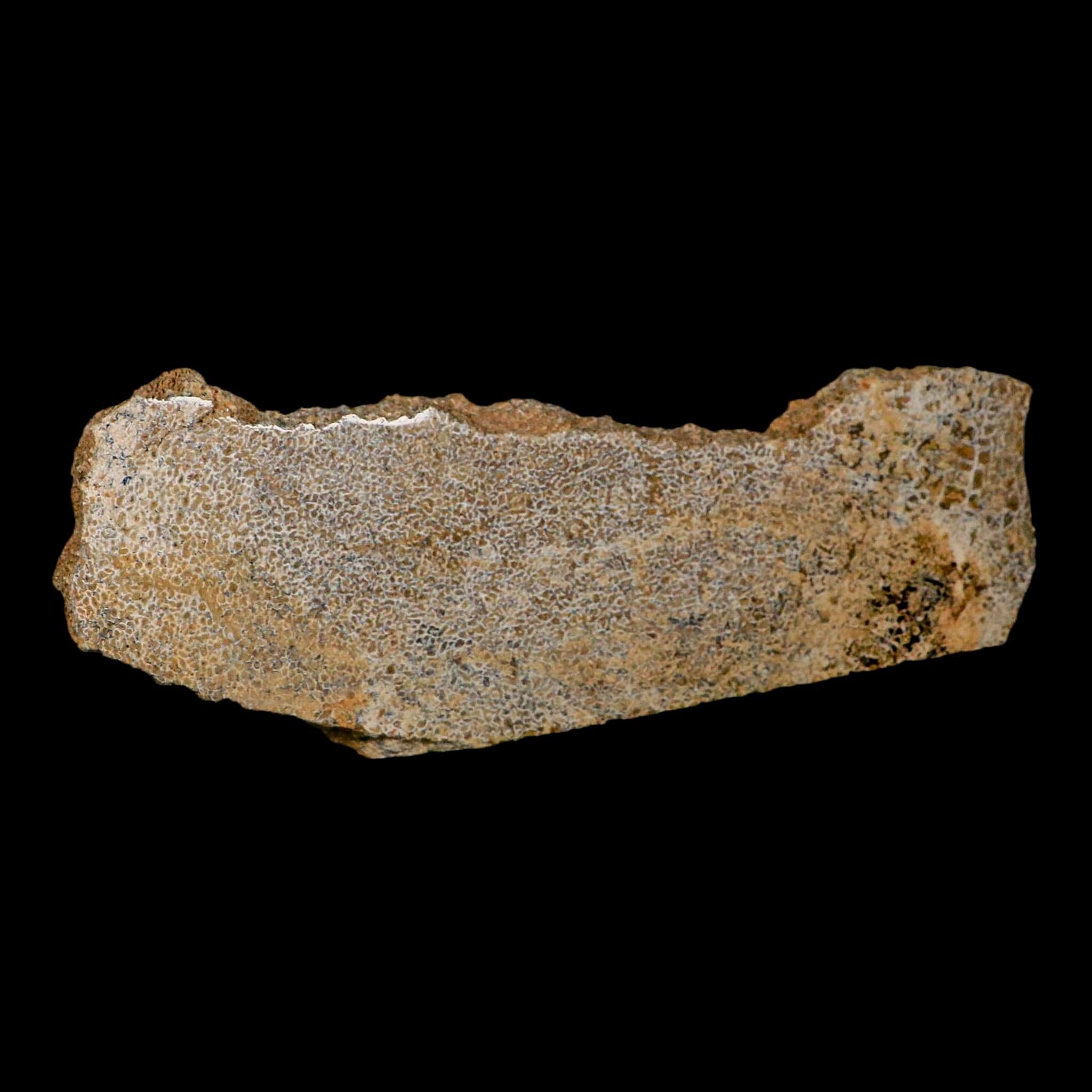 8.1" Fossil Dinosaur Gem Bone Cut Polished Slab Agatized Dinosaur Bone Morocco