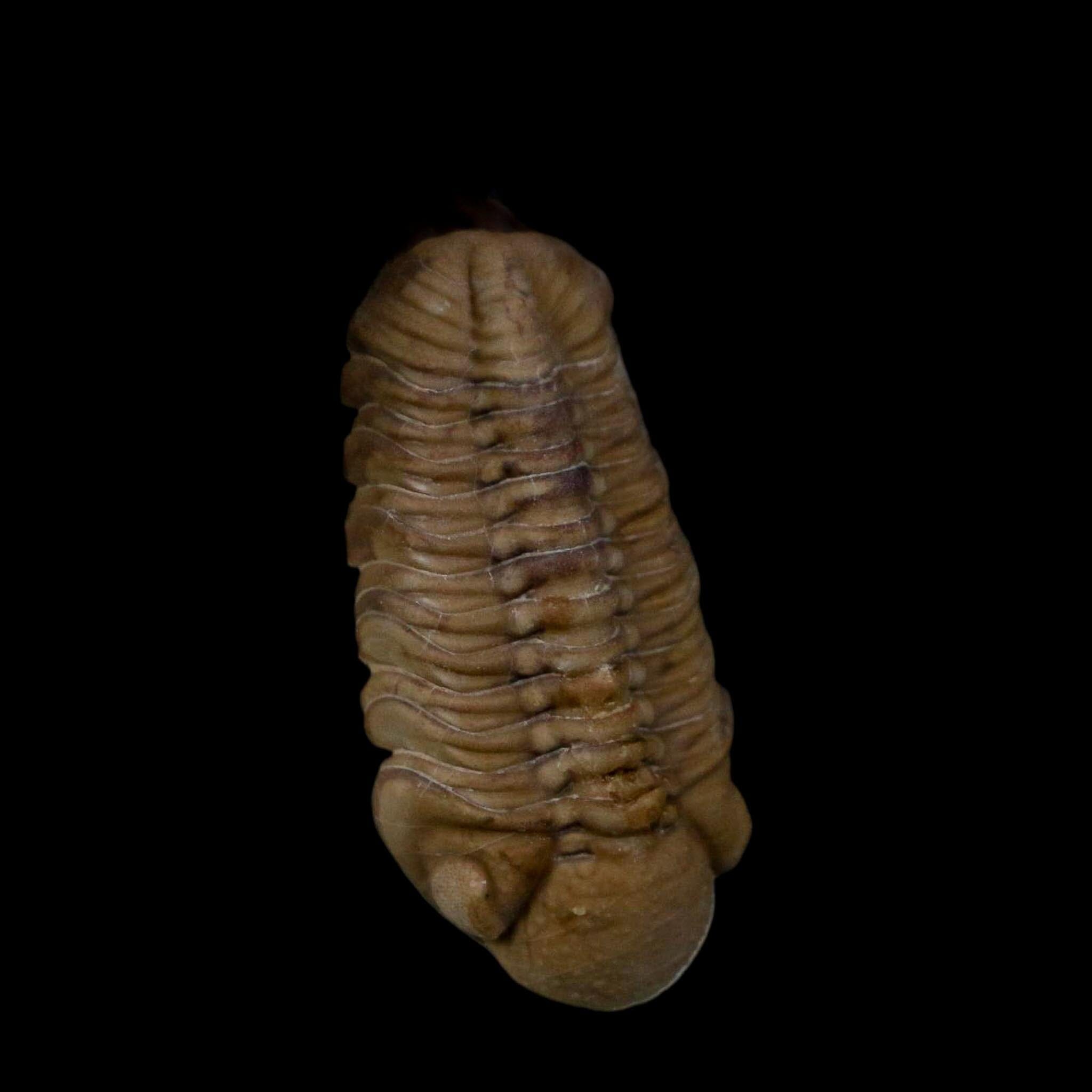 1.2" Kainops Raymodi Trilobite Fossil In Matrix Compound eyes Black Cat Mountain OK - Fossil Age Minerals